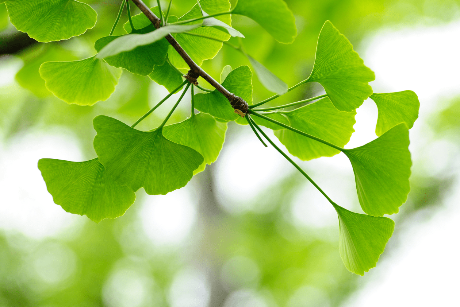 Les bienfaits du Ginkgo Biloba - Silva Mundi