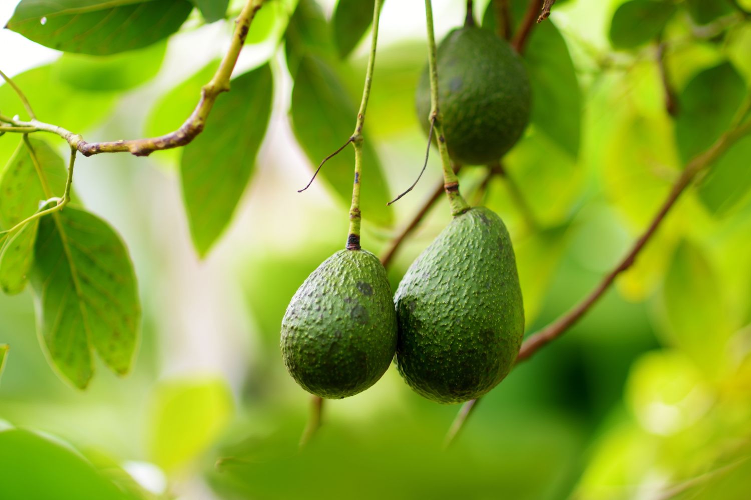 Beurre d'avocat pour les cheveux et la peau