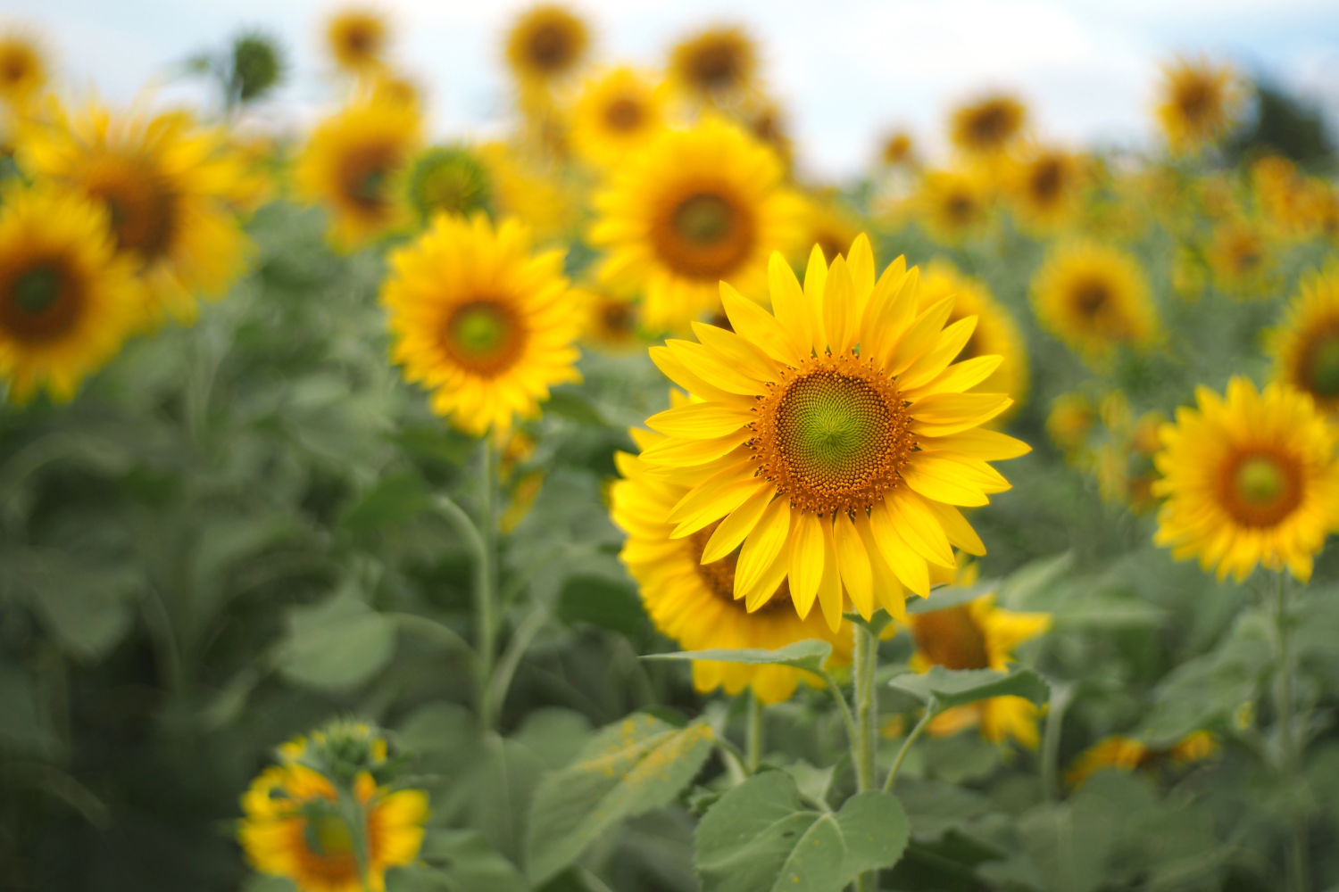 Les vertus de l'huile de tournesol en cosmétique naturelle