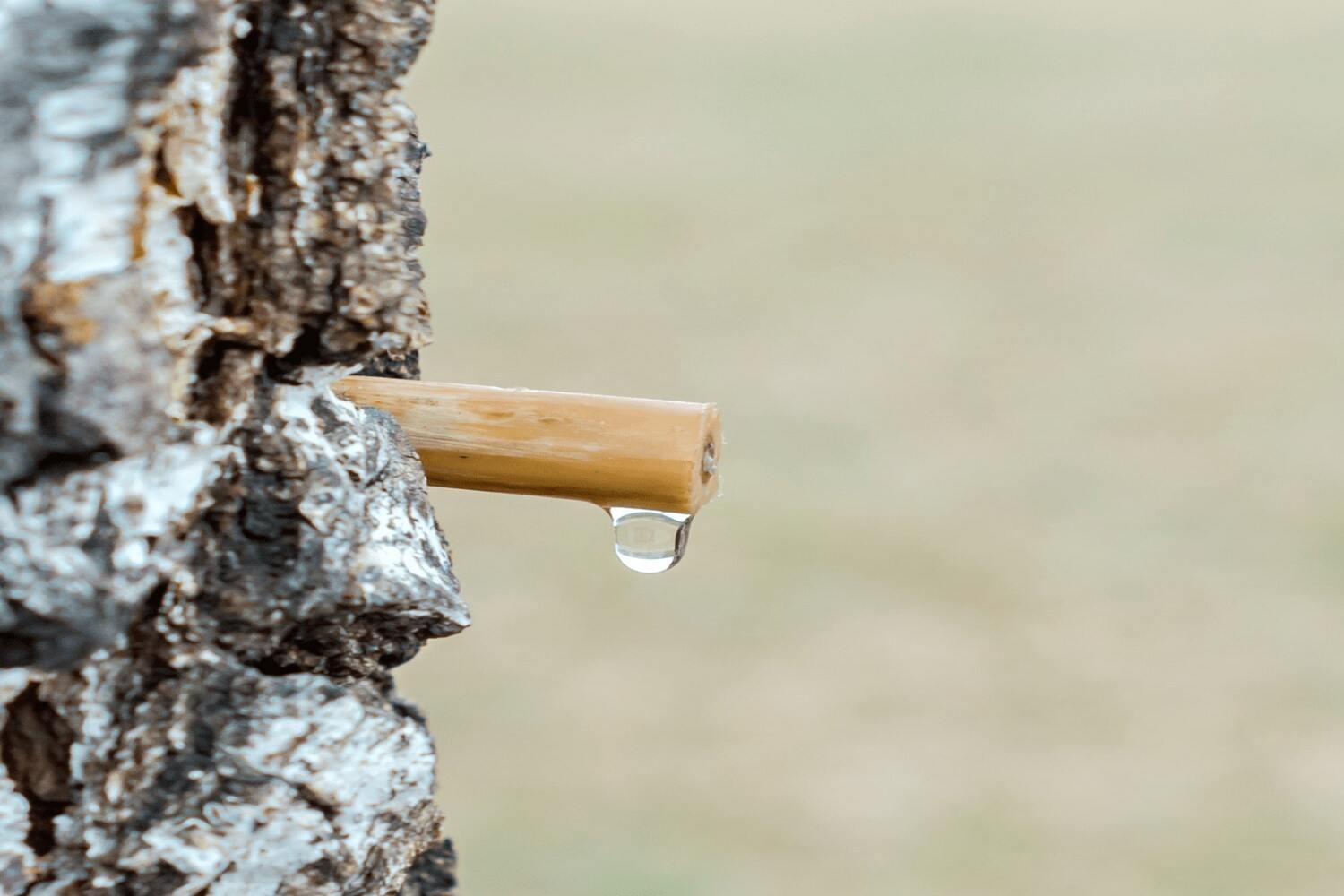 Les bienfaits de la sève des arbres pour la peau