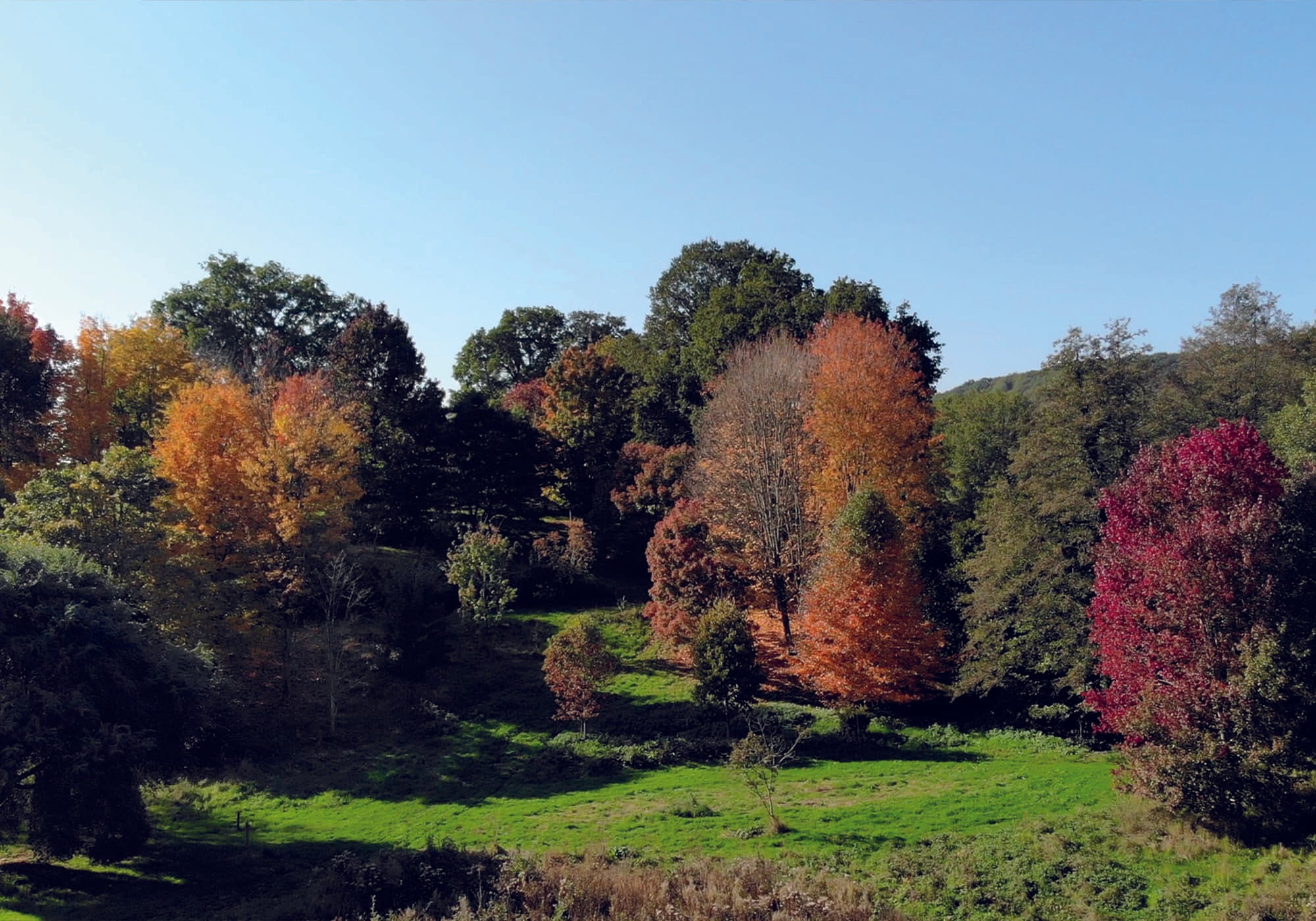 Nos racines le pouvoir de la foret