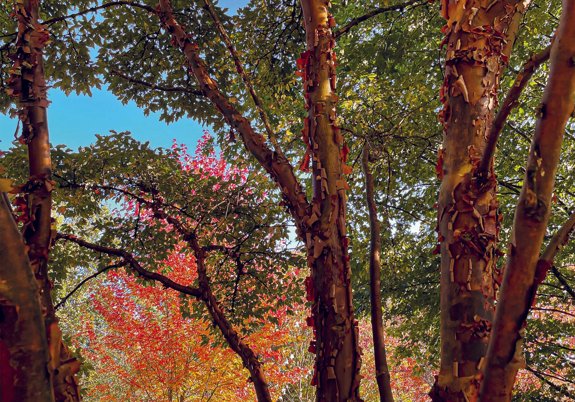 Nos racines prendre exemple sur les arbres